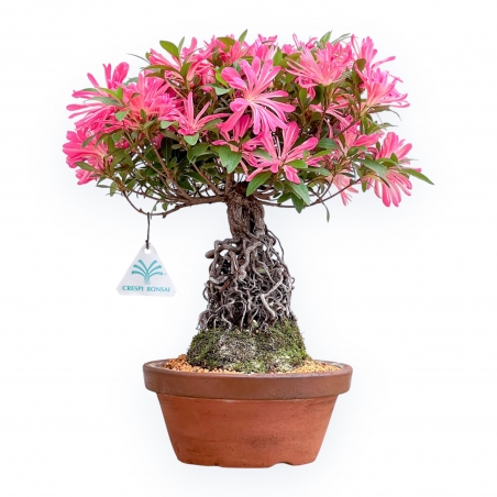 Rhododendron Indicum Hanabin - Azalée - 39 cm