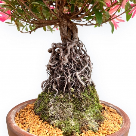 Rhododendron Indicum Hanabin - Azalea - 39 cm