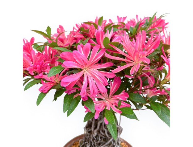 Rhododendron Indicum Hanabin - Azalée - 39 cm 2