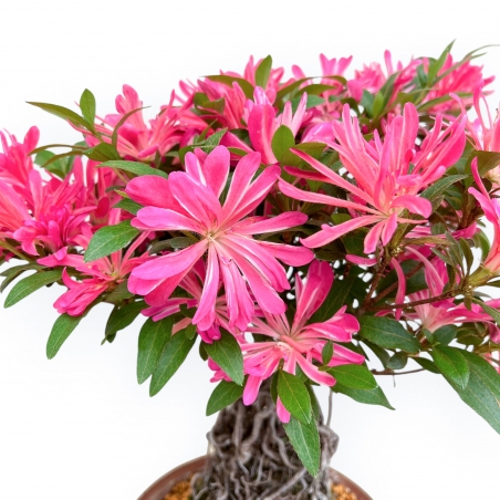 Rhododendron Indicum Hanabin - Azalea - 39 cm