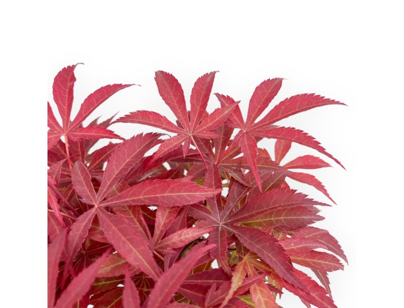 Acer Palmatum Nomura - Acero - 36 cm