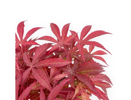 Acer Palmatum Nomura - Érable - 36 cm
