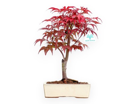 Acer Palmatum Nomura - Arce - 36 cm