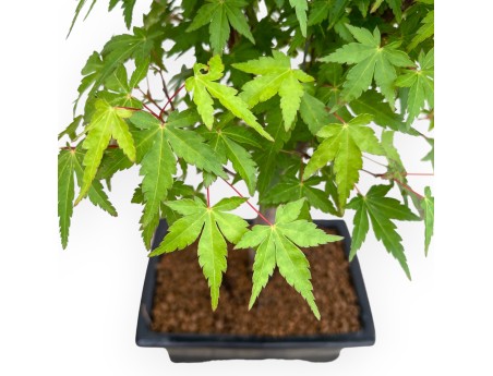 Acer Palmatum Viridis - Esdoorn - 41 cm