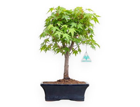 Acer Palmatum Viridis - Esdoorn - 41 cm