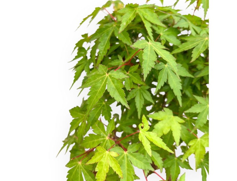 Acer Palmatum Viridis - Ahorne - 41 cm