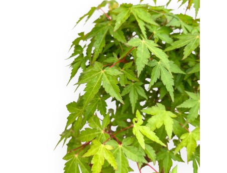 Acer Palmatum Viridis - Esdoorn - 41 cm