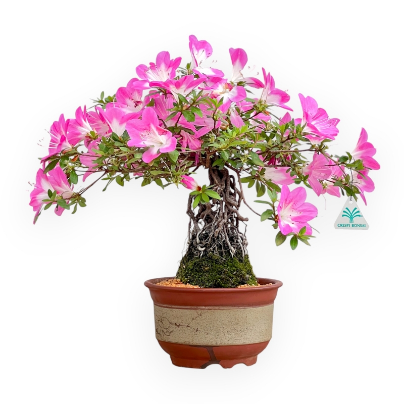 Rhododendron Indicum Asahi No Izumi - Azalea - 41 cm