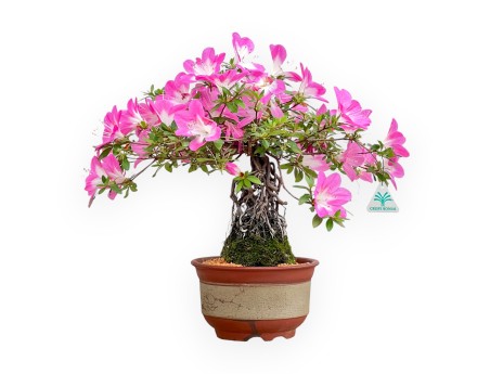 Rhododendron Indicum Asahi No Izumi - Azalée - 41 cm