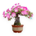 Rhododendron Indicum Asahi No Izumi - Azalea - 41 cm