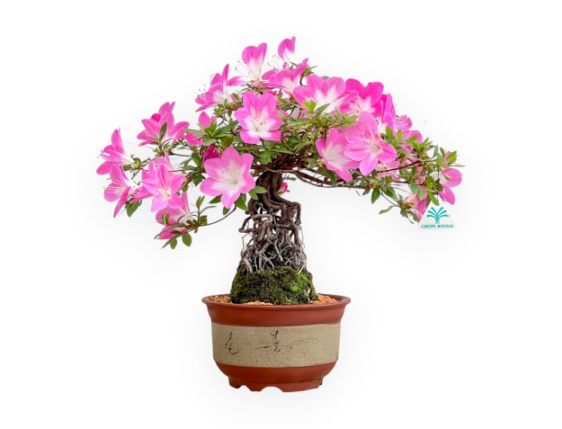 Rhododendron Indicum Asahi No Izumi - Azalée - 41 cm