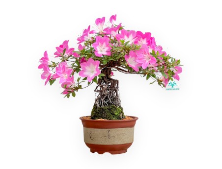 Rhododendron Indicum Asahi No Izumi - Azalea - 41 cm