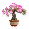 Rhododendron Indicum Asahi No Izumi - Azalea - 41 cm