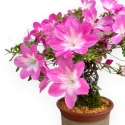 Rhododendron Indicum Asahi No Izumi - Azalea - 41 cm