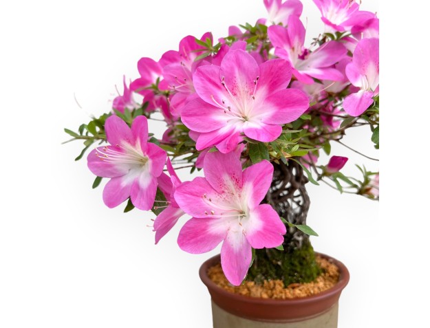 Rhododendron Indicum Asahi No Izumi - Azalée - 41 cm 2