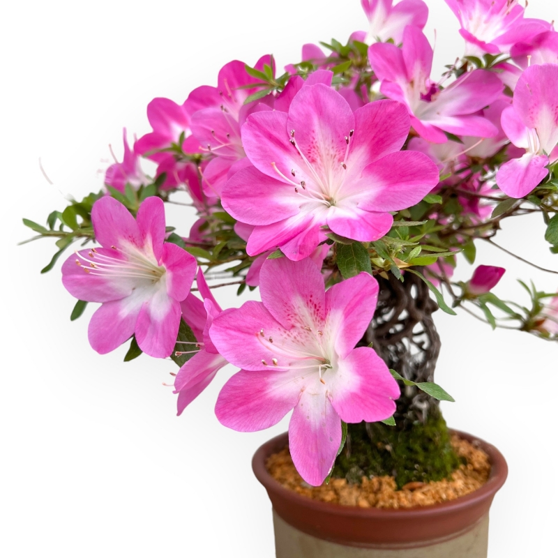 Rhododendron Indicum Asahi No Izumi - Azalea - 41 cm