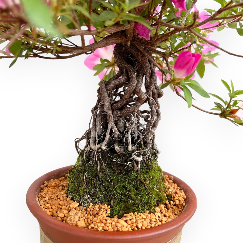 Rhododendron Indicum Asahi No Izumi - Azalea - 41 cm