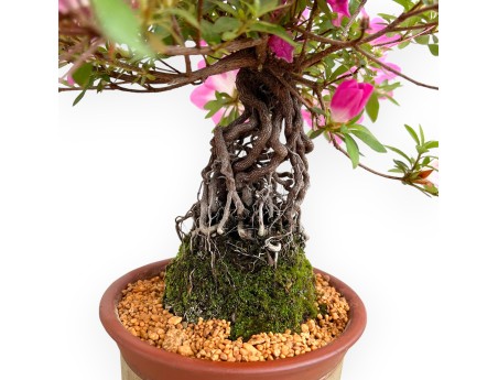 Rhododendron Indicum Asahi No Izumi - Azalée - 41 cm