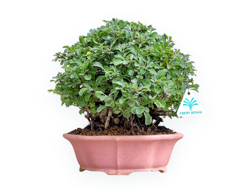 Chaenomeles Chojubai - Cotogno - 24 cm