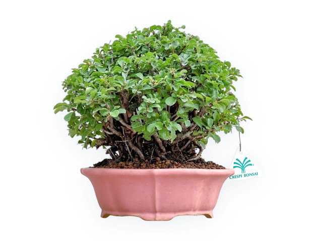 Chaenomeles Chojubai - Coing Asiatique - 24 cm