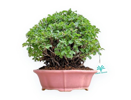 Chaenomeles Chojubai - Cotogno - 24 cm