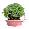 Chaenomeles Chojubai - Asian Quince - 24 cm