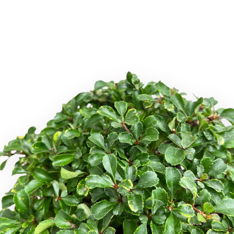 Chaenomeles Chojubai - Asian Quince - 24 cm