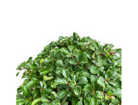 Chaenomeles Chojubai - Coing Asiatique - 24 cm