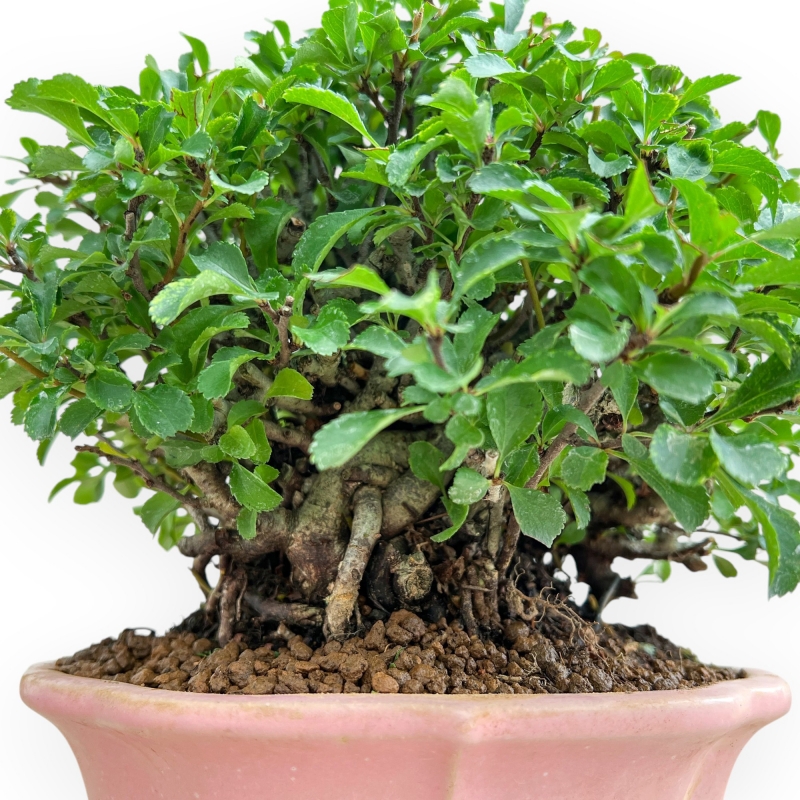 Chaenomeles Chojubai - Asian Quince - 24 cm