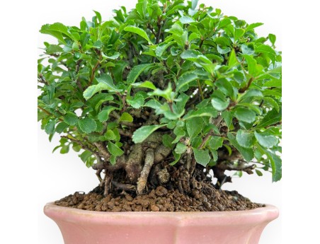 Chaenomeles Chojubai - Coing Asiatique - 24 cm