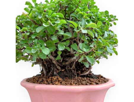 Chaenomeles Chojubai - Coing Asiatique - 24 cm