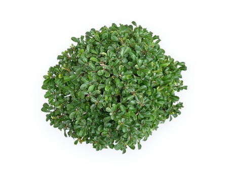 Chaenomeles Chojubai - Cotogno - 24 cm