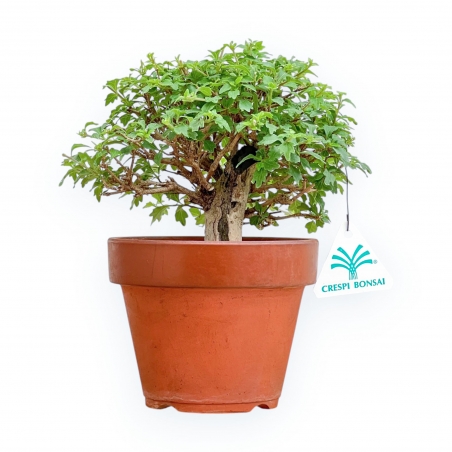 Premna Japonica - 21 cm