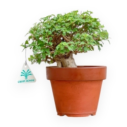 Premna Japonica - 21 cm