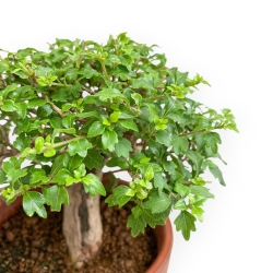 Premna Japonica - 21 cm