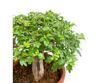 Premna Japonica - 21 cm