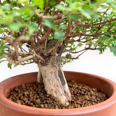 Premna Japonica - 21 cm