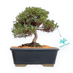 Rhododendron Indicum Saotone - Azalée - 21 cm