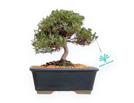 Rhododendron Indicum Saotone - Azalée - 21 cm