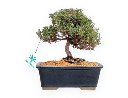 Rhododendron Indicum Saotone - Azalée - 21 cm