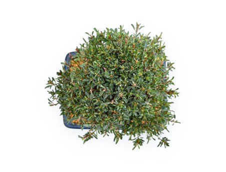 Rhododendron Indicum Saotone - Azalée - 21 cm