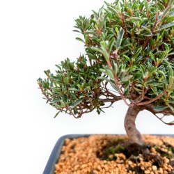 Rhododendron Indicum Saotone - Azalée - 21 cm
