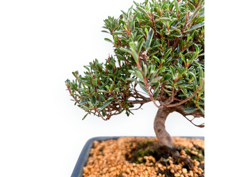 Rhododendron Indicum Saotone - Azalée - 21 cm