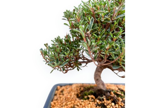 Rhododendron Indicum Saotone - Azalea - 21 cm