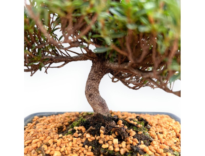 Rhododendron Indicum Saotone - Azalée - 21 cm