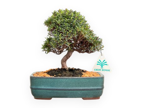 Rhododendron Indicum Saotone - Azalea - 20 cm