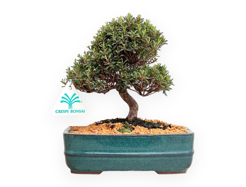 Rhododendron Indicum Saotone - Azalée - 20 cm