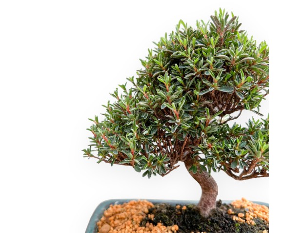 Rhododendron Indicum Saotone - Azalée - 20 cm 2