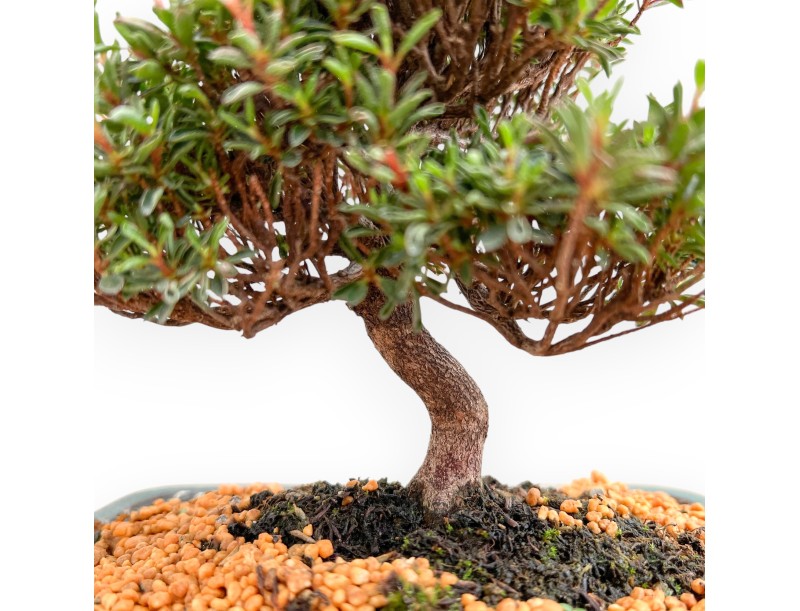 Rhododendron Indicum Saotone - Azalea - 20 cm