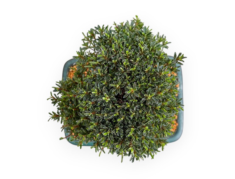 Rhododendron Indicum Saotone - Azalée - 20 cm